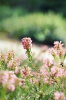 Pink flowers in garden photo