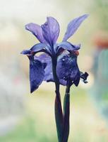 Close-up of blue iris