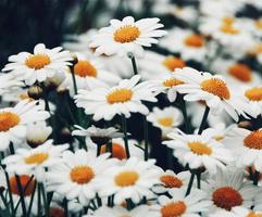 Close-up of daisy field photo