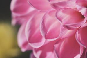 Close-up of pink petals photo