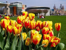 Amsterdam, Países Bajos, 2020 - Tulipanes amarillos y rojos frente a un museo foto