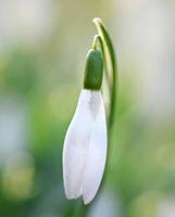 Close-up of a snowdrop flower photo