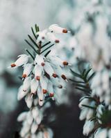 Close-up of white blossoms photo