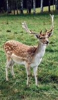 Close-up of reindeer on green grass photo