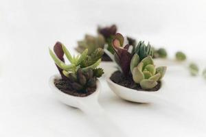 Small succulents in ceramic spoons photo