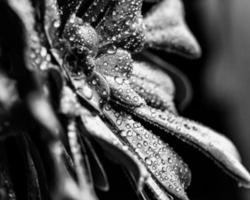 Grayscale of raindrops on a flower photo