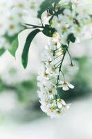 primer plano de flores blancas foto