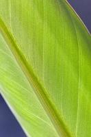 Detailed view of green leaf photo