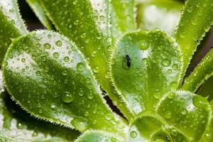 hormiga y gotas de lluvia sobre una planta verde foto