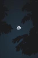 Moon surrounded by leaves photo