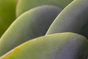 Close-up of a green succulent photo