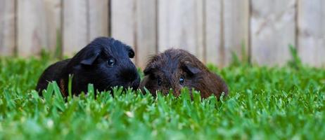 Sydney, Australia, 2020 - Two guinea pigs in green grass photo