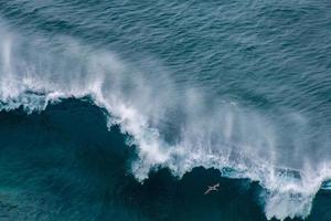 A bird and crashing blue waves photo