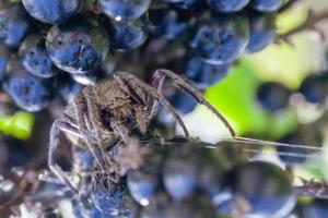 Close-up of spider on blueberries photo