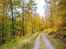 Pathway between autumn woods photo