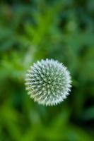 Top view of a dandelion photo