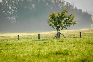 Tree growing near a fence photo