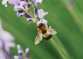 Fun Facts about Honey Bees — Seattle's Favorite Garden Store Since 1924 -  Swansons Nursery