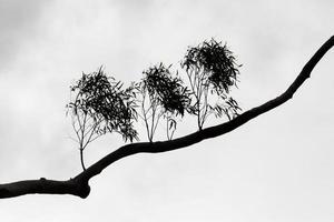 blanco y negro de la silueta de la rama de un árbol foto