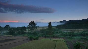 cosecha de arroz a mano en la niebla matutina deriva Tailandia time-lapse de noche a día