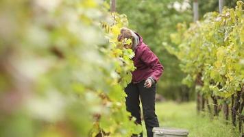 Young woman picking grapes on the vineyard during wine harvest video