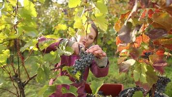 Female vintner throwing vine grapes to the container video