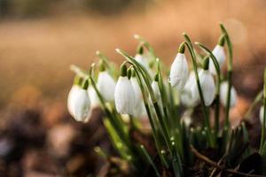 cluster of snowdrops photo