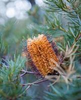 Close-up of a thistle photo