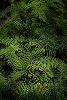 Green ferns in a forest photo