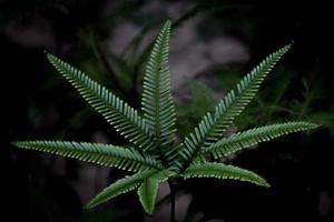 Close-up of a fern photo