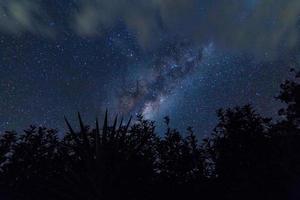 Silhouette of trees against the night sky photo