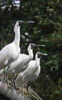 Three white birds photo