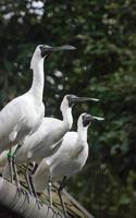 tres pájaros blancos foto