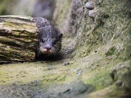 Beaver hiding behind a log photo