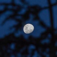 View of the moon through tree branches photo