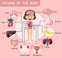 cartel de anatomía de órganos del cuerpo vector