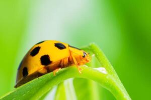 Yellow ladybug on a leaf photo