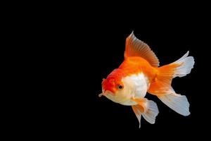Oranda de pez de colores blanco y naranja foto