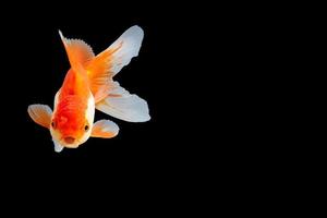 Oranda de pez de colores blanco y naranja foto