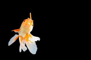 Oranda de pez de colores blanco y naranja foto