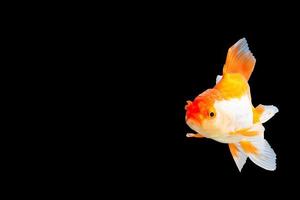 White and orange goldfish oranda photo