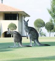 Sydney, Australia, 2020 - A view of a mother and baby kangaroo in a field photo