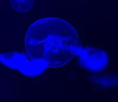 Close-up of blue jellyfish photo