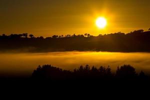 Silhouette of trees at golden hour photo