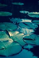 Close-up of lily pads photo