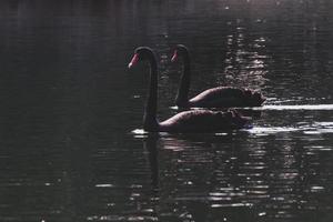 cisnes negros en agua oscura