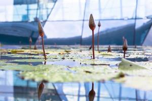 jardines botánicos de singapur, singapur, 2020 - primer plano de nenúfares en un invernadero foto