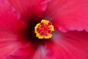 primer plano, de, un, flor roja foto