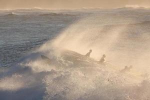 Silhouettes of surfers at sunset photo