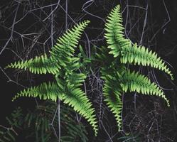 Close-up of ferns photo